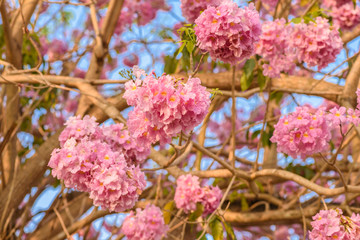 Tabebuia rosea is a Pink Flower neotropical tree