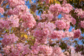 Tabebuia rosea is a Pink Flower neotropical tree