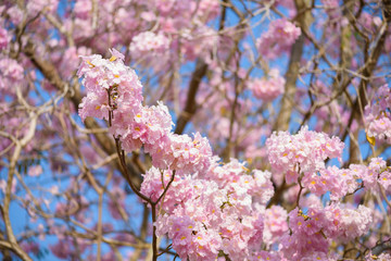 Tabebuia rosea is a Pink Flower neotropical tree