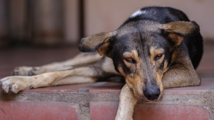 beautiful young dog