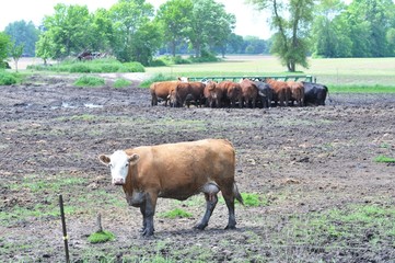 Beef Cattle
