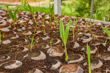 Young coconut Perfume in coconut breeding farms in conversion