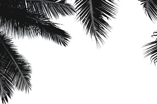 Black silhouette of coconut leaves