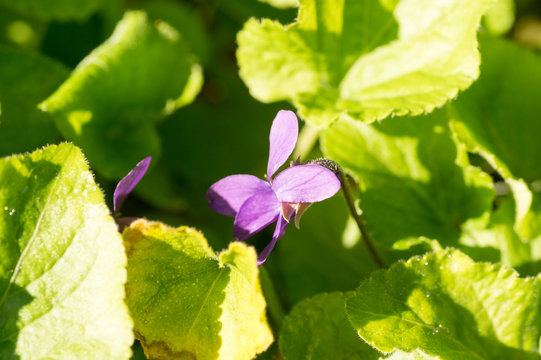 Phlox Stolonifera.