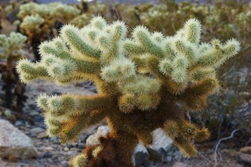 Cholla Cactus Garden, Joshua Tree National Park, USA