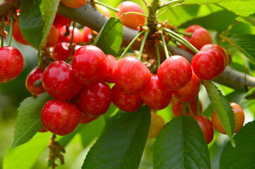 The ripe cherries are on the tree