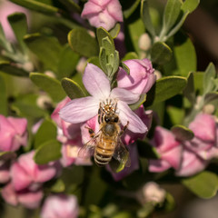 Close-up of Willow-leaved Crowea (Crowea saligna) - NSW wildflower - with a European Honey Bee (Apis mellifera)