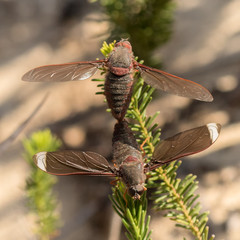 Close-up of mating Bee Flies (Comptosia tutela) - NSW