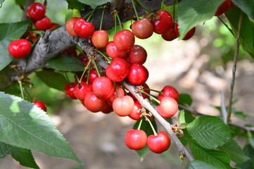 The ripe cherries are on the tree