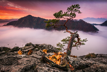 Relict pine proudly standing by the sea of ​​fog, Mogielica, Poland
