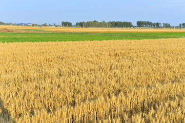 Wheat in the field