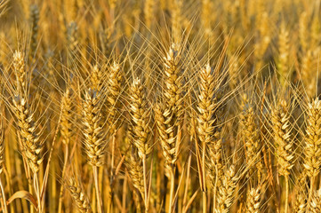 Wheat in the field