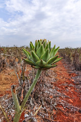 Artichoke plants with buds and flowers on farm field after harvesting in May, Apulia, Italy