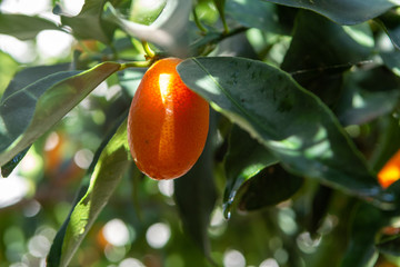 Tropical small ripe orange citrus fruits kumquats on tree, close up, ready to harvest