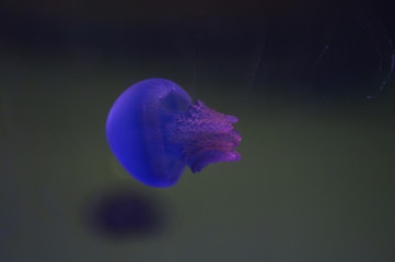 The beautiful jellyfish