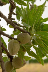 Green young almonds nuts growing on almond tree