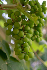 Ripening of white wine muscat grapes plants in great wine region of South Italy Apulia