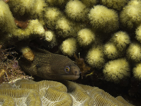 moreia banana - Goldentail moray