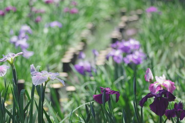 花菖蒲