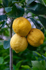 Ripe big yellow lemon citrus tropical fruit hanging on lemon tree