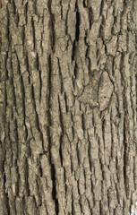 texture for designers-wood (oak, alder, ash)
