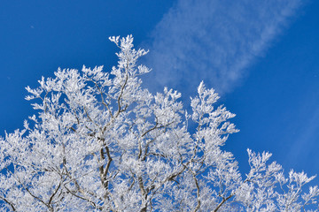 Hoarfrost