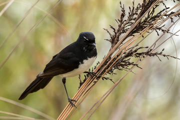 Close-up of Willy Wagtail (Rhipidura leucophrys) perched on a reed - native Australian bird