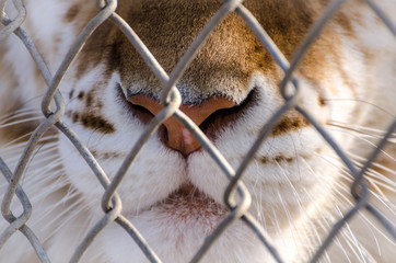 Caged Tiger