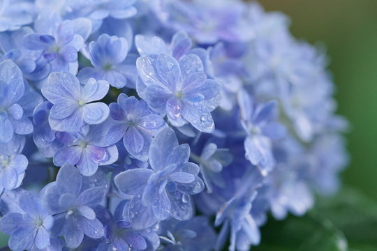 52 129 Best 紫陽花 Images Stock Photos Vectors Adobe Stock 52 129 Best 紫陽花 Images Stock Photos Vectors Adobe Stock