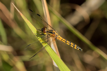 Close-up of Female Common Darter Dragonfly (Sympetrum striolatum) perched on a blade of grass