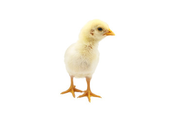 Cute baby chick isolated on white background