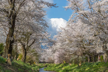 Fototapeta na wymiar Sakura tree and Mountain Fuji at Oshino Hakkai in spring season