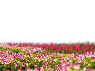 Close up small pink and white flower in the garden.