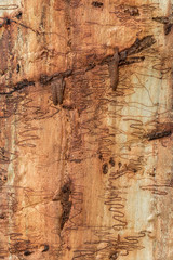 Close-up of trunk of a Scribbly Gum (Eucalyptus haemastoma) - named after the 