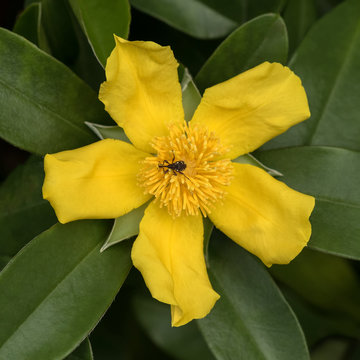 Close-up of Golden Guinea Vine (Hibbertia scandens) - NSW wildflower - with long-nosed weevil