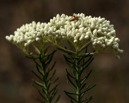 Close-up of Ball Everlasting, Sago Bush or White Dagwood (Ozothamnus diosmifolius) - NSW wildflower