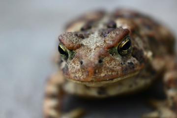 Macro Toad