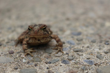 Posing Toad