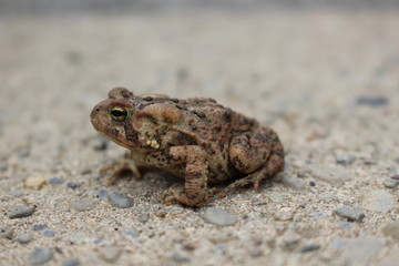 Hop Along