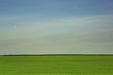 Fototapeta premium Zielona łąka z niebieskim niebem z chmurami