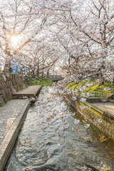 Japanese Sakura cherry blossom with small canal in spring season