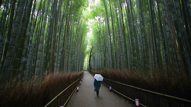  Bamboo Forest, Sagano, Ukyo Ward, Arashiyama, Kyoto, Kansai region, Honshu, Japan, Asia