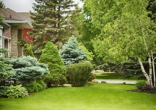 Home Garden In Summer Time.