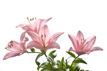 Fototapeta premium Pink lily on a white background