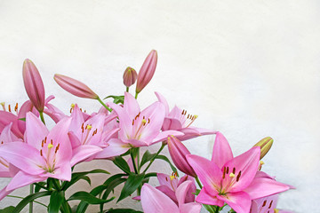 Pink lily on a white background



