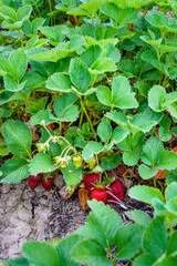 Close up of a strawberry plants with red berries ready for picking

