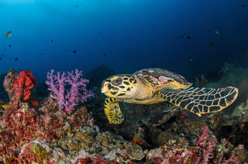 Obraz na płótnie Canvas Hawksbill sea turtle (eretmochelys imbricata)