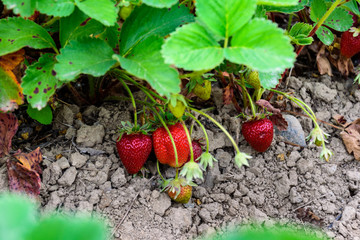 Close up of a strawberry plants with red berries ready for picking, along with green berries yet to ripen
