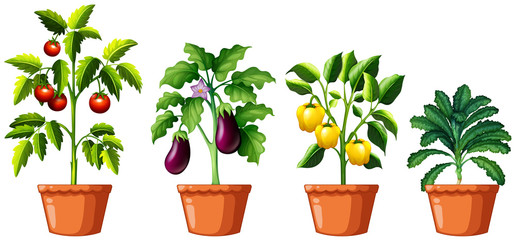 Set of different plants