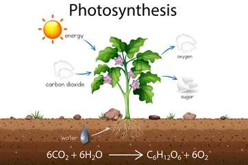 Foto op Canvas Photosynthesis explanation science diagram © blueringmedia